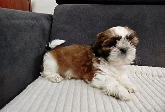 Suczka shih tzu, Warmińsko-mazurskie, Mrągowo