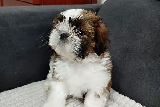 Suczka shih tzu, Warmińsko-mazurskie, Mrągowo
