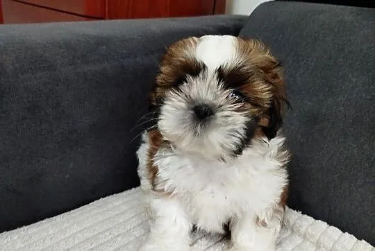 Suczka shih tzu, Warmińsko-mazurskie, Mrągowo
