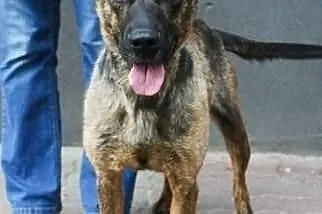 Karo szuka domu