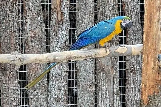Ara Ararauna, Wielkopolskie, Rakoniewice