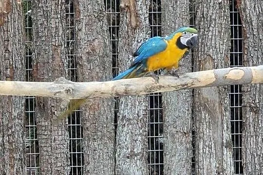 Ara Ararauna, Wielkopolskie, Rakoniewice