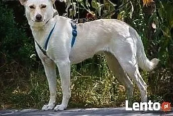 Delikatna Milka już dwa lata szuka domu...,  mazow