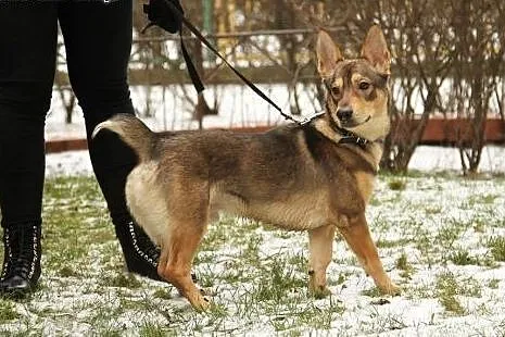 roczny piesek do adopcji,  mazowieckie Józefów