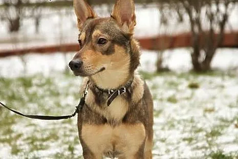 Roczny piesek do adopcji,  mazowieckie Józefów