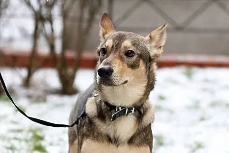 Roczny piesek do adopcji,  mazowieckie Józefów