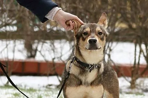 Roczny piesek do adopcji,  mazowieckie Józefów