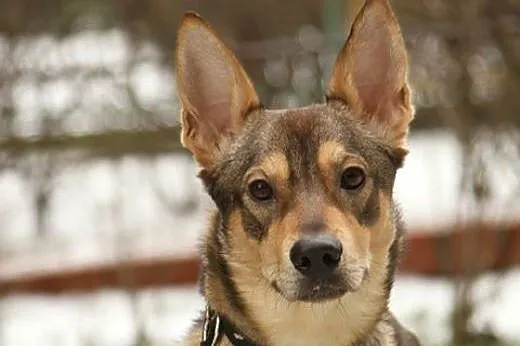 Roczny piesek do adopcji,  mazowieckie Józefów