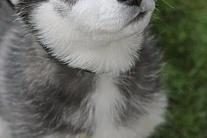 Szczenięta Siberian Husky do adopcji, Las Zawadzki