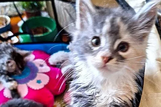 KOTY MAINE COON HODOWLANE, Zachodniopomorskie, Szczecin
