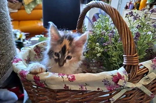 KOTY MAINE COON HODOWLANE, Zachodniopomorskie, Szczecin