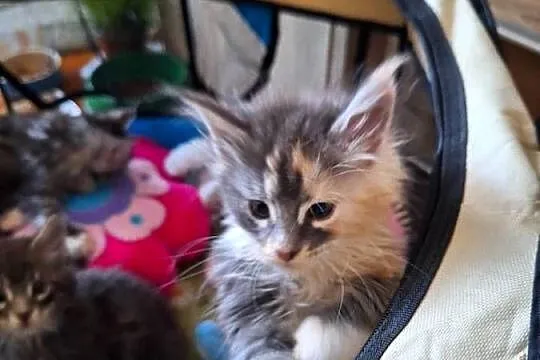 KOTY MAINE COON HODOWLANE, Zachodniopomorskie, Szczecin