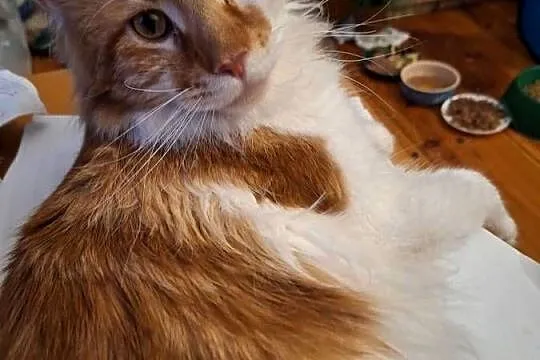 KOTY MAINE COON HODOWLANE, Zachodniopomorskie, Szczecin
