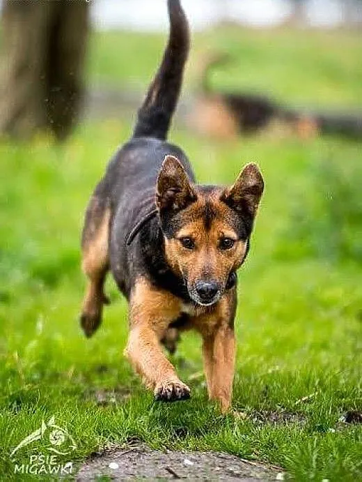 WALIK wspaniały wypełniacz dnia🌞, świ