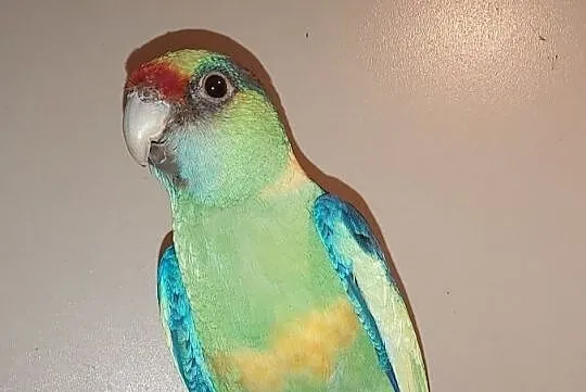 Bernard czerwonoczelny papuga papugi samiec, Żędowice