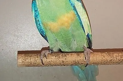 Bernard czerwonoczelny papuga papugi samiec, Żędowice