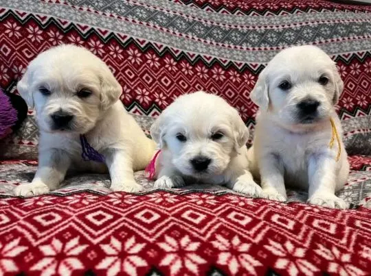 Most beautiful and outstanding Golden Retriever puppies ready to make a new family awe, , Krajanów