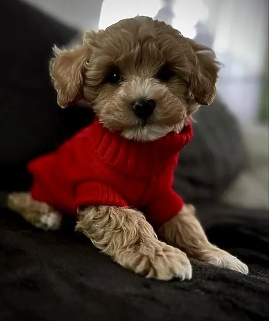 Maltipoo piękne misiaczki, Małopolskie, Wadowice