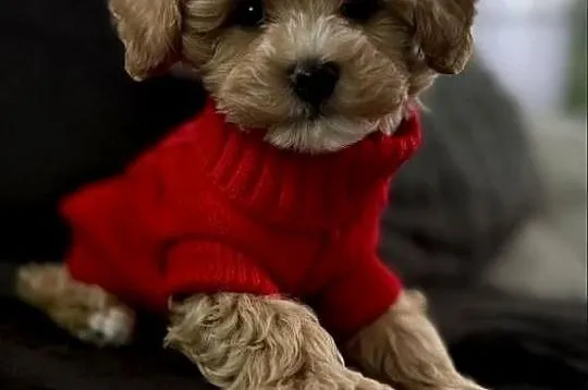 Maltipoo piękne misiaczki, Małopolskie, Wadowice