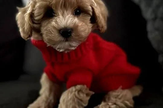 Maltipoo piękne misiaczki, Małopolskie, Wadowice