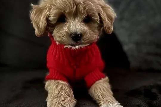 Maltipoo piękne misiaczki, Małopolskie, Wadowice
