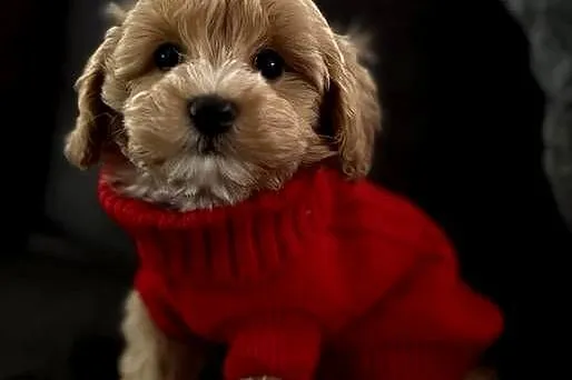 Maltipoo piękne misiaczki, Małopolskie, Wadowice