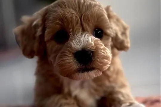 Maltipoo piękne misiaczki, Małopolskie, Wadowice