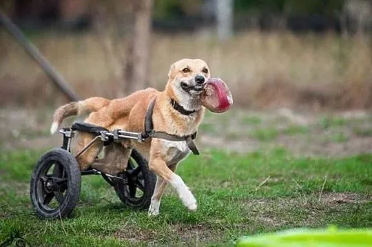 TOFFIK-mobilny zwierz, najszybszy na świecie pies, Kraków