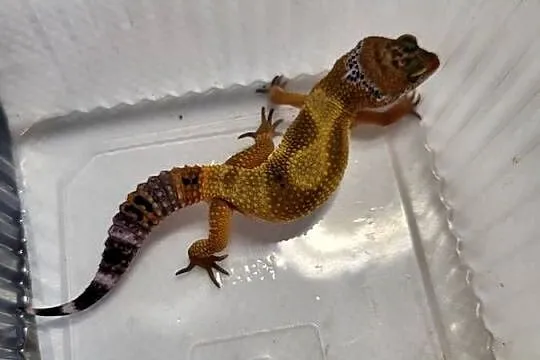 Gekon Lamparci -Sklep Zoologiczny, Śląskie, Katowice