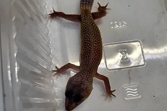 Gekon Lamparci -Sklep Zoologiczny, Śląskie, Katowice