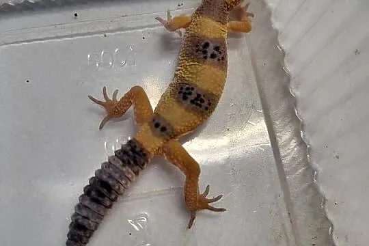 Gekon Lamparci -Sklep Zoologiczny, Śląskie, Katowice