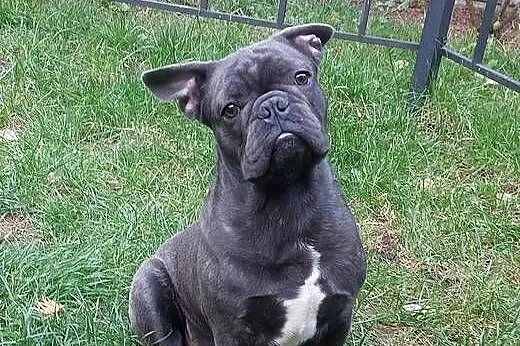 Buldog francuski BLUE pies