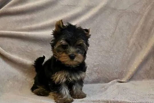 York piesek yorkshire terrier piesek rasy york rasowy z rodowodem