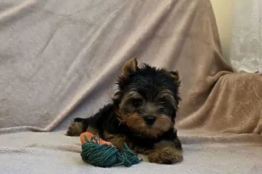 York piesek yorkshire terrier piesek rasy york rasowy z rodowodem, Łódzkie, Pajęczno