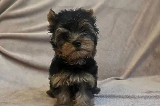 York piesek yorkshire terrier piesek rasy york rasowy z rodowodem, Łódzkie, Pajęczno