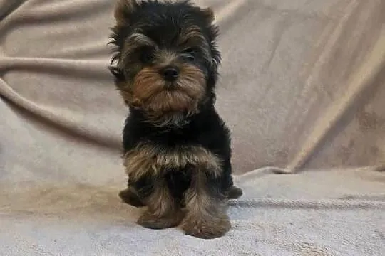 York piesek yorkshire terrier piesek rasy york rasowy z rodowodem, Łódzkie, Pajęczno