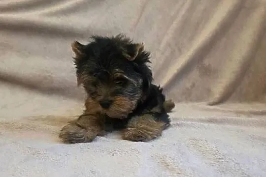York piesek yorkshire terrier piesek rasy york rasowy z rodowodem, Łódzkie, Pajęczno