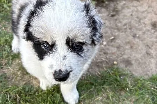 Border Collie Red Merle piesek, Łódzkie, Pajęczno