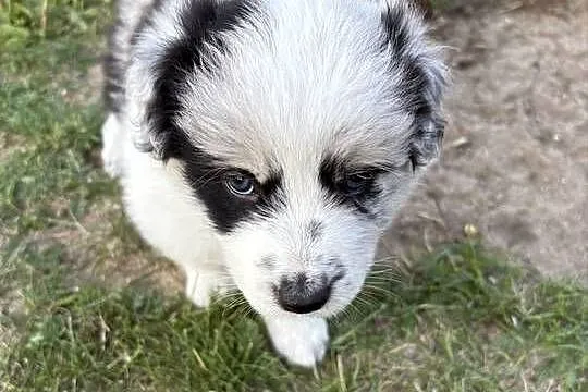 Border Collie Red Merle piesek, Łódzkie, Pajęczno