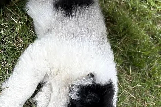 Border Collie Red Merle piesek, Łódzkie, Pajęczno