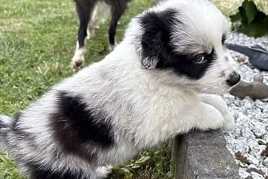 Border Collie Red Merle piesek, Łódzkie, Pajęczno