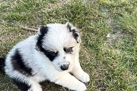 Border Collie Red Merle piesek, Łódzkie, Pajęczno