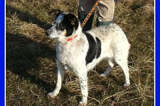 Średnia 10 kg,łaciata sunia KROPKA, łagodna,grzecz