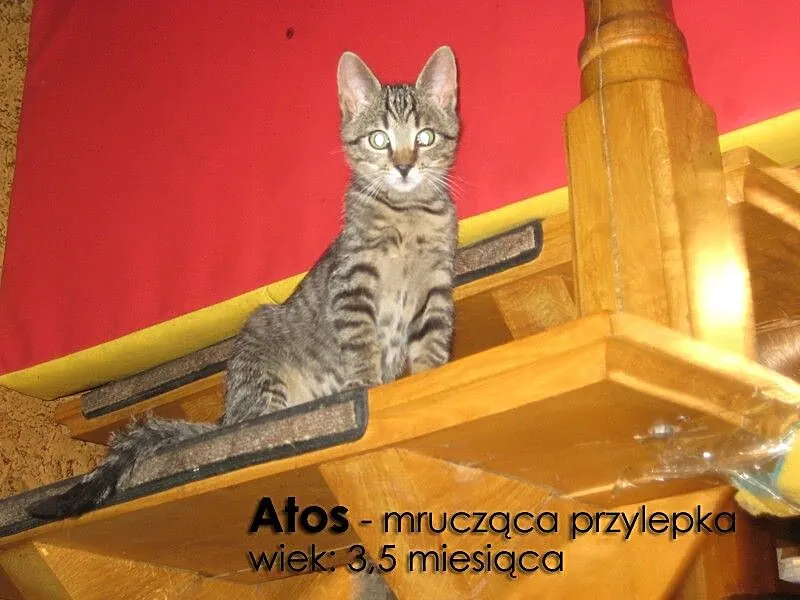 Urocze kociaki