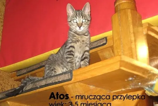 Urocze kociaki