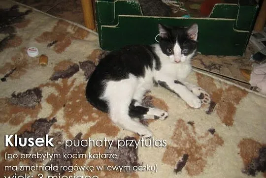 Urocze kociaki