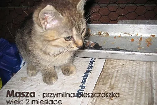 Urocze kociaki