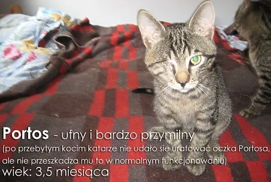 Urocze kociaki