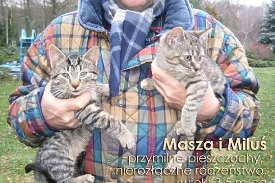 Urocze kociaki