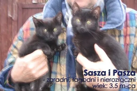 Urocze kociaki